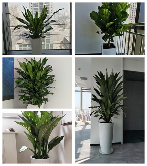 天津大型花卉租赁公司 办公室绿植长期租摆养护服务全指南