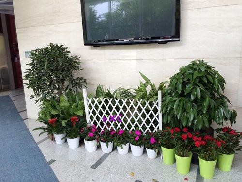 北京绿植租赁与花卉租摆服务指南 打造健康美丽的室内环境