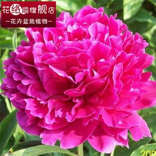 花卉/绿植盆栽
