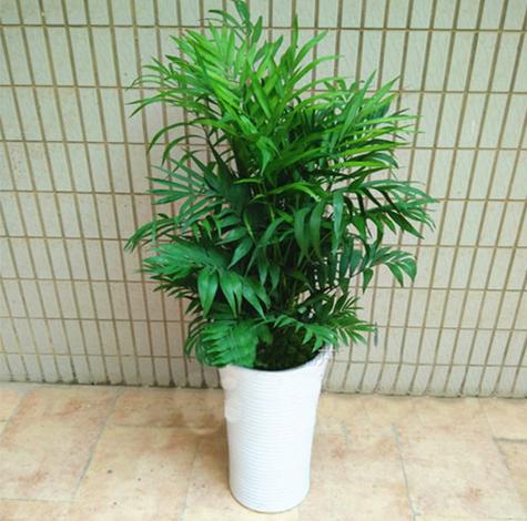 绿植租赁,花卉出租,园林绿化工程