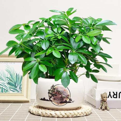 盆景来财莲盆栽花卉绿植八方绿植来财七叶鸭脚木观叶八方室内