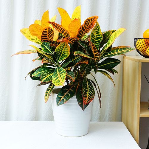花卉盆景商家产品分类"武汉商场绿植工厂盆栽价格单位苗木写字楼绿化