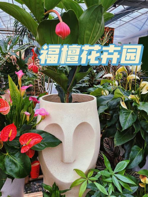 魔都探店生活明朗鲜花可爱花卉绿植园