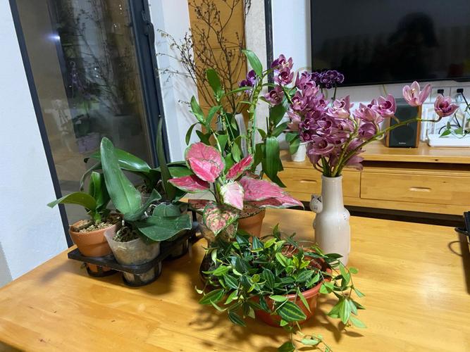 花卉市场捡垃圾成果展示