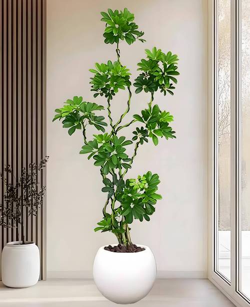 2026年西安绿植租赁公司推荐指南,西安商业综合体绿植租赁市场现状