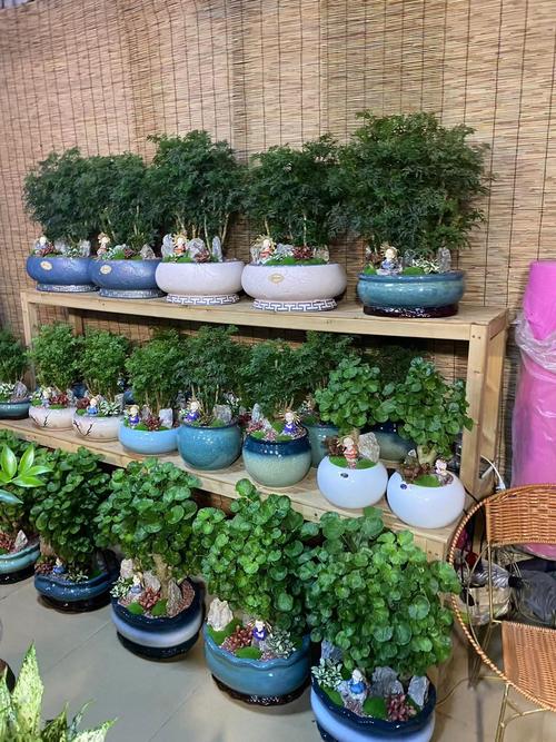 广州植物出租,绿植租摆