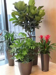 绿植花卉租赁 鲜花绿植租摆/批发零售 园林绿化养护